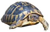 Tortue d'Hermann