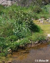 Galeries et fourrés méditerranéens