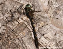 Cordulie à corps fin