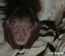 Grand Rhinolophe