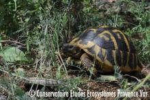Tortue d'Hermann
